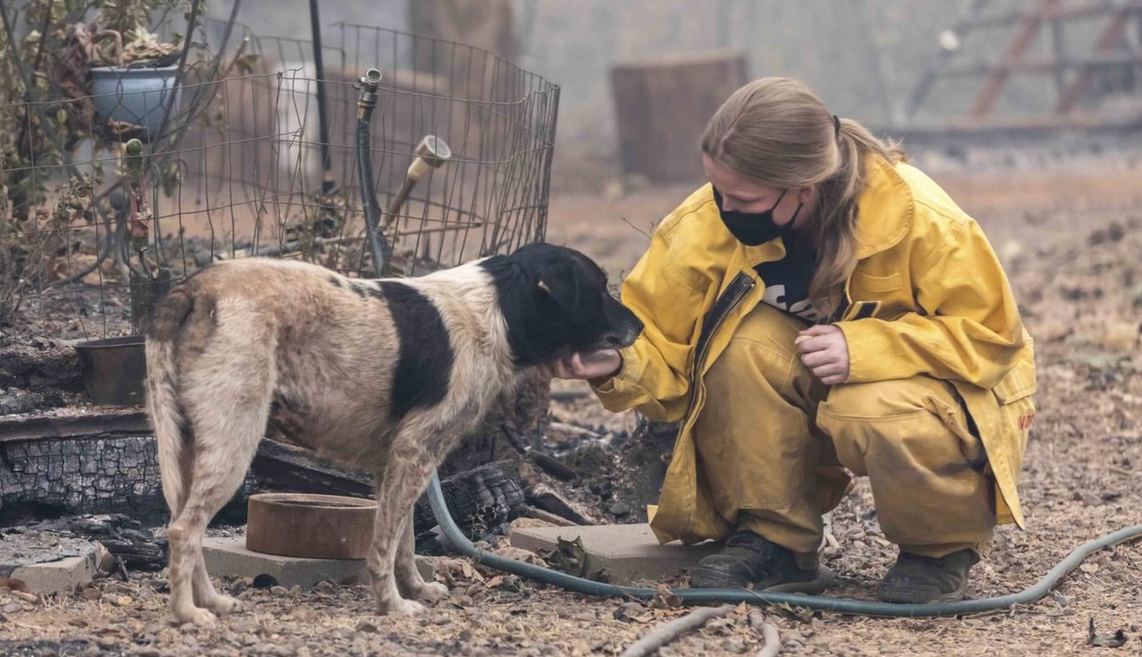 Dogs for Disaster Management