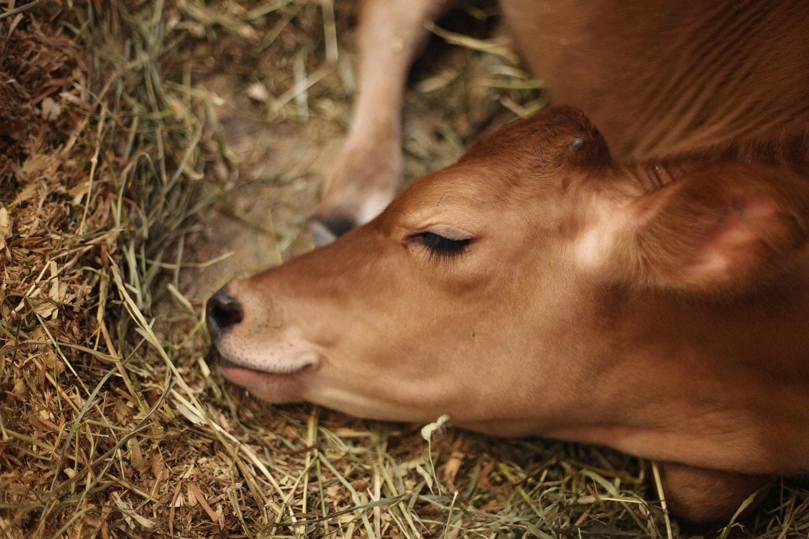 Downer Cow Syndrome affected jersey cow image