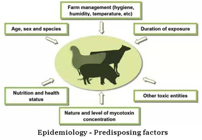 Epidemiology of Aflatoxicosis (Mycotoxicosis)