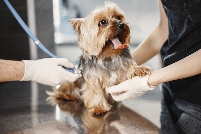 General Clinical Examination of animals (A Dog)