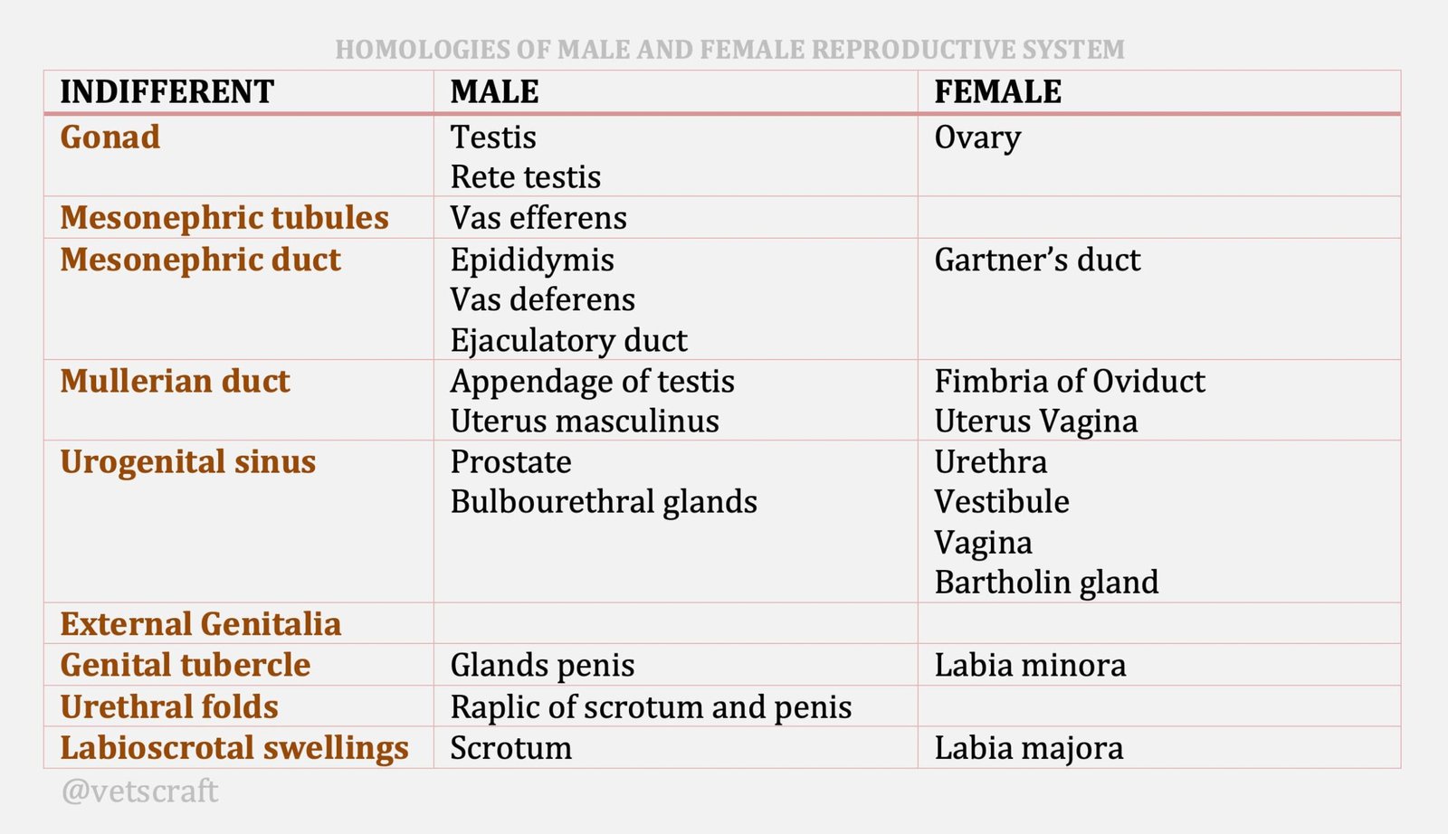 Homologies of Reproductive System (Development of Male and Female Reproductive Organs)