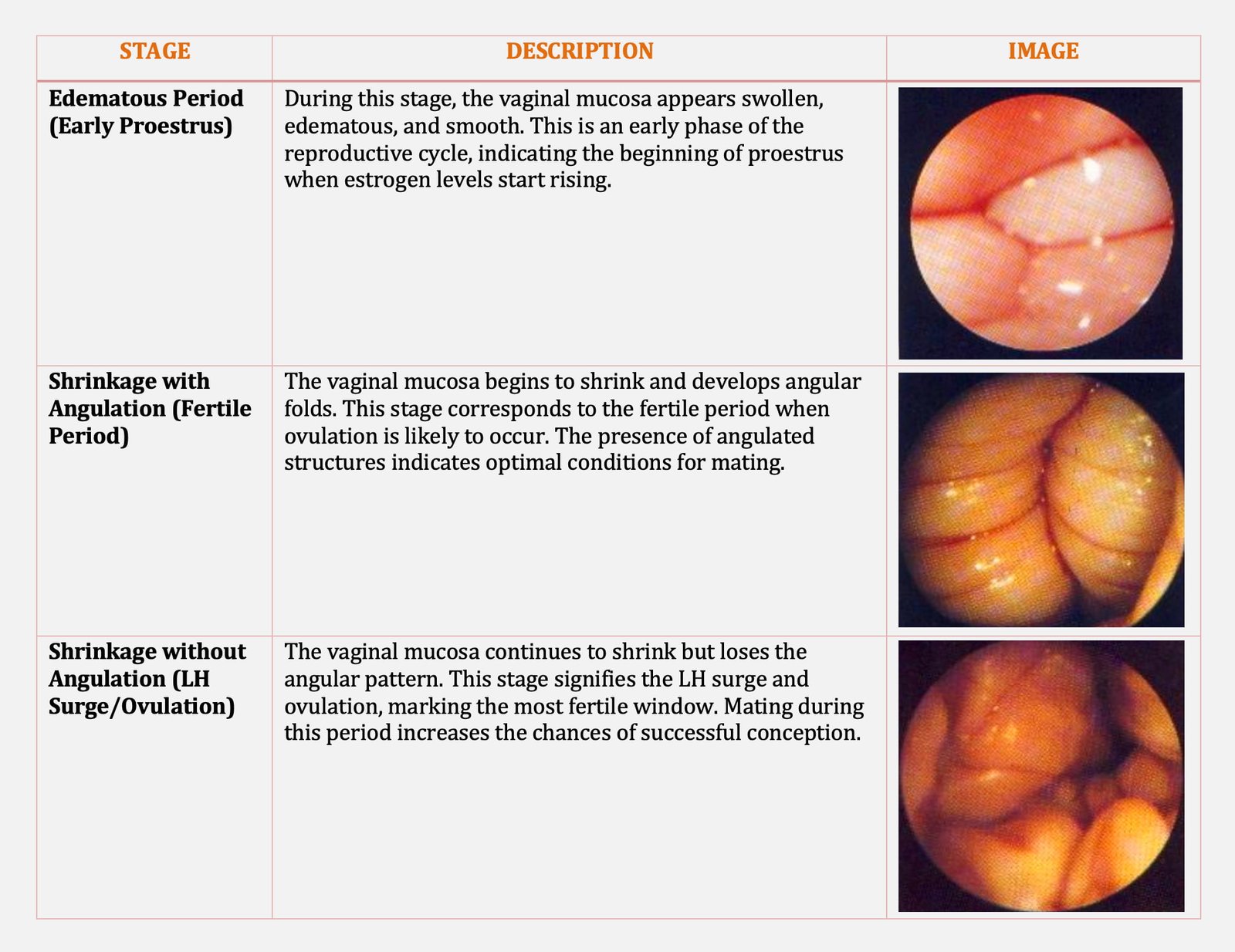 Images for Vaginal Endoscopy in Dogs