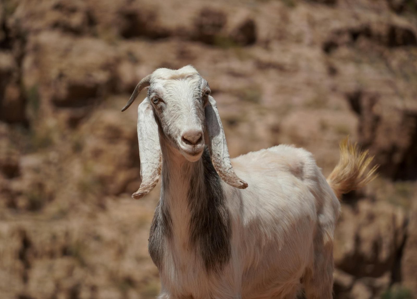 Insecticides Toxicity (Pyrethroids, Organochlorines, Organophosphates and Carbamates) in a goat