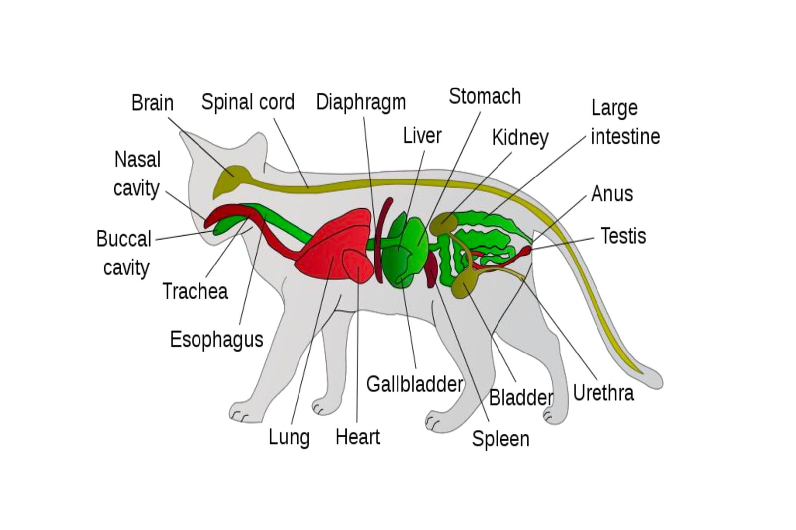 Location of Various Organs in a Cat