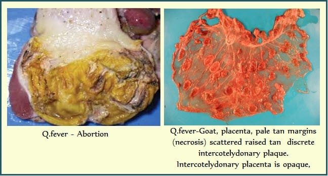 Necropsy findings in Q Fever Disease