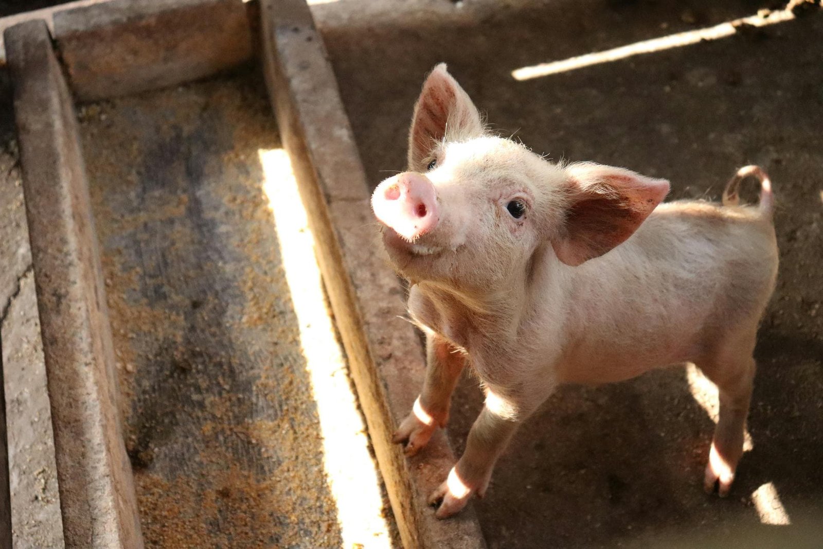 Neonatal Hypoglycemia in a piglet