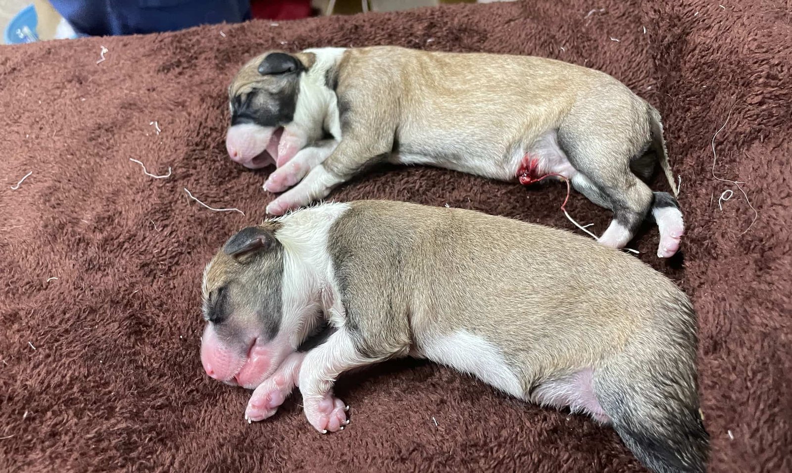 Neonatal Hypoxia in two pups