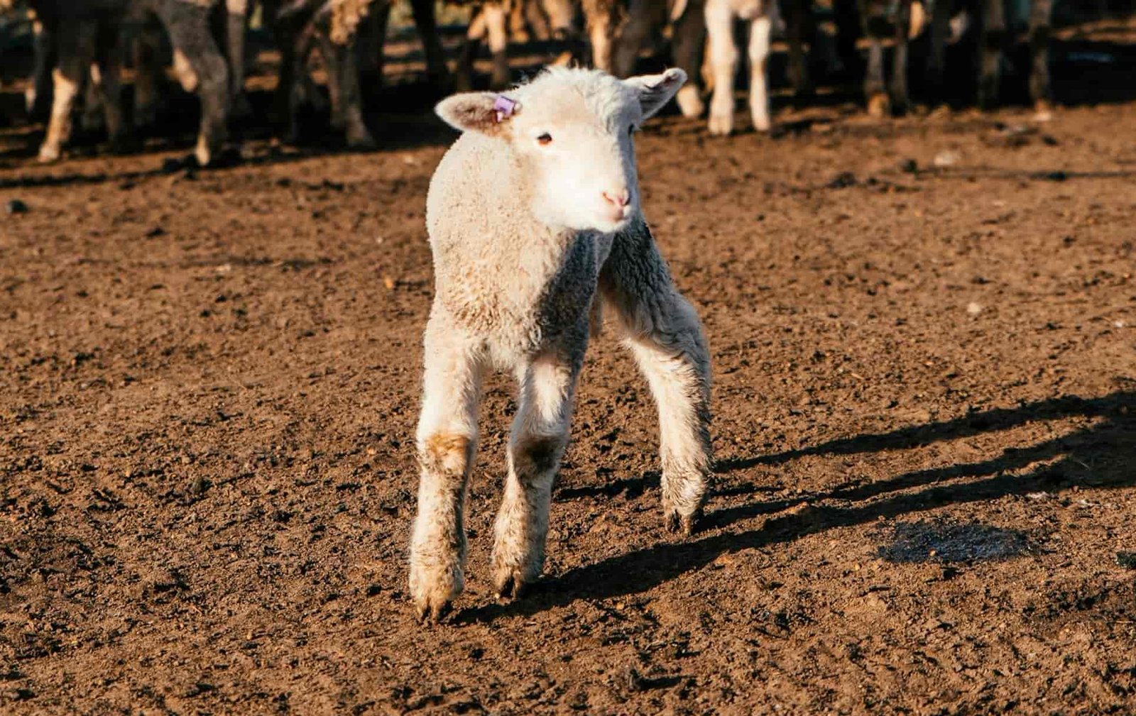 Neonatal Infections in a lamb