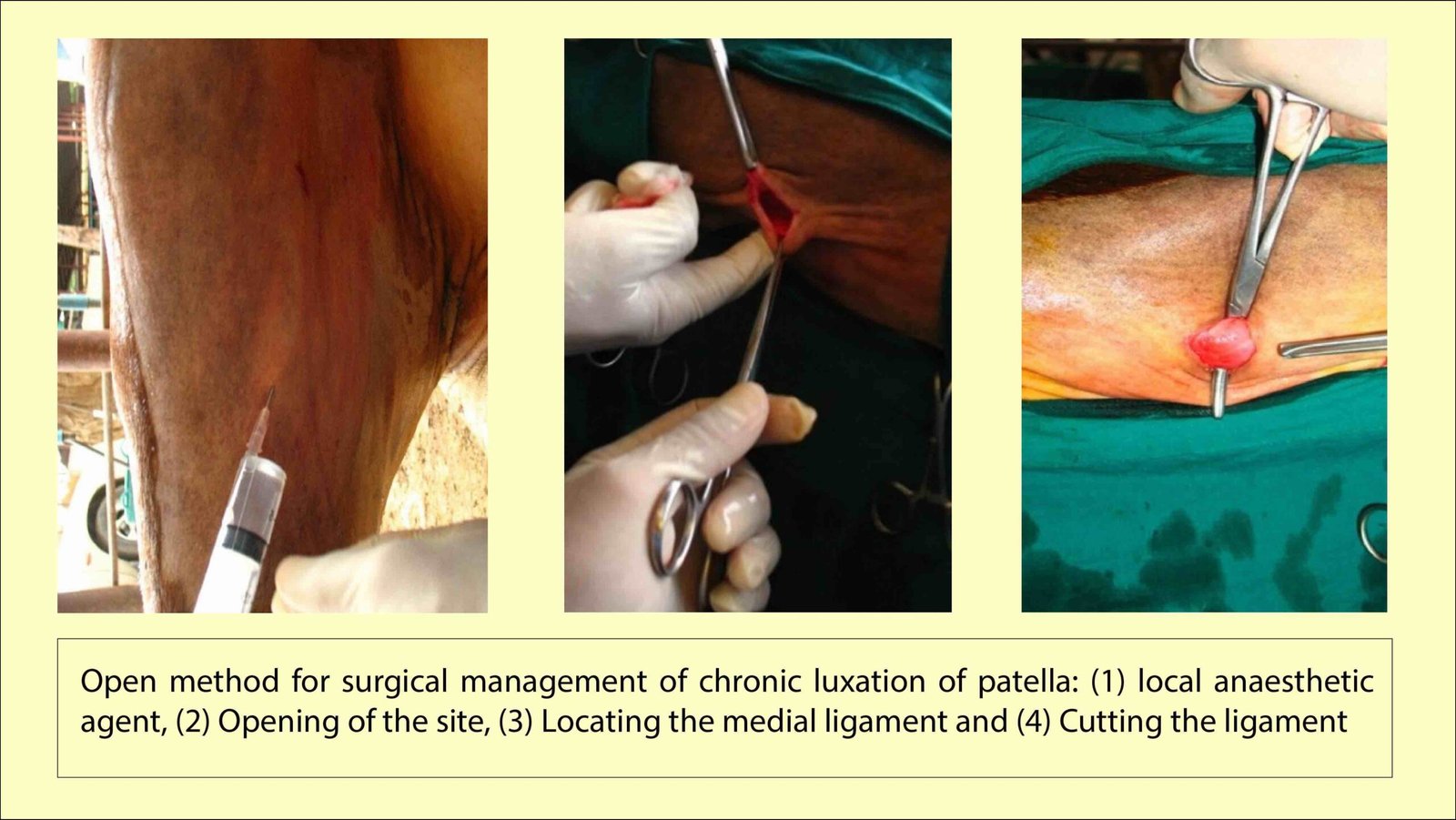 Open method for Chronic Luxation of Patella in Cattle