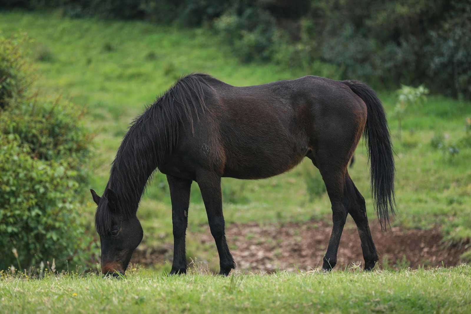 Osteodystrophia Fibrosa in a horse