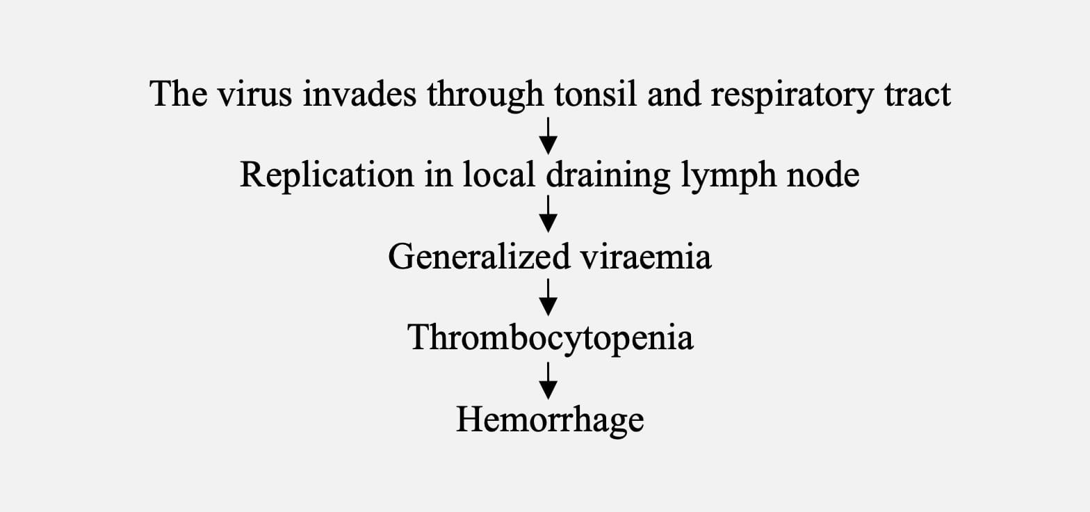 Pathogenesis of African Swine Fever (Wart Hog Disease)