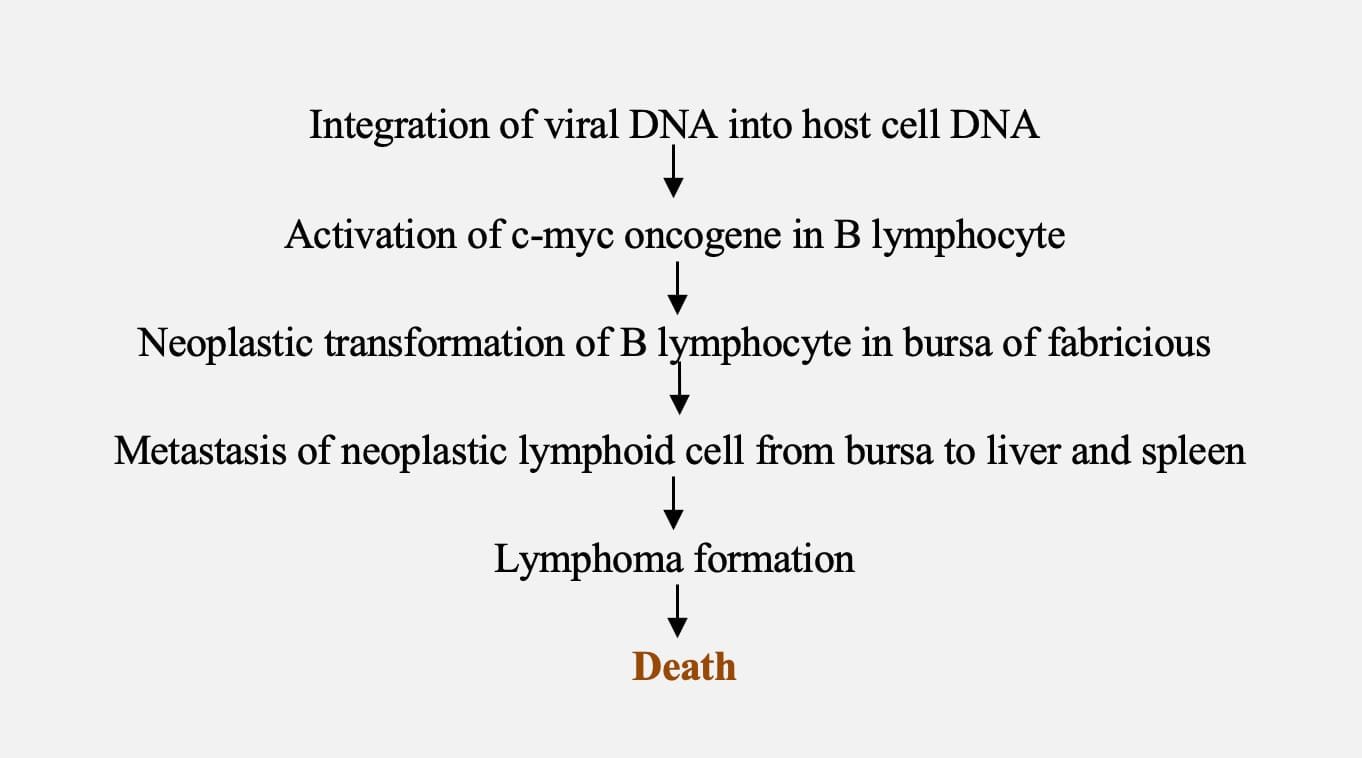 Pathogenesis of Avian Leukosis