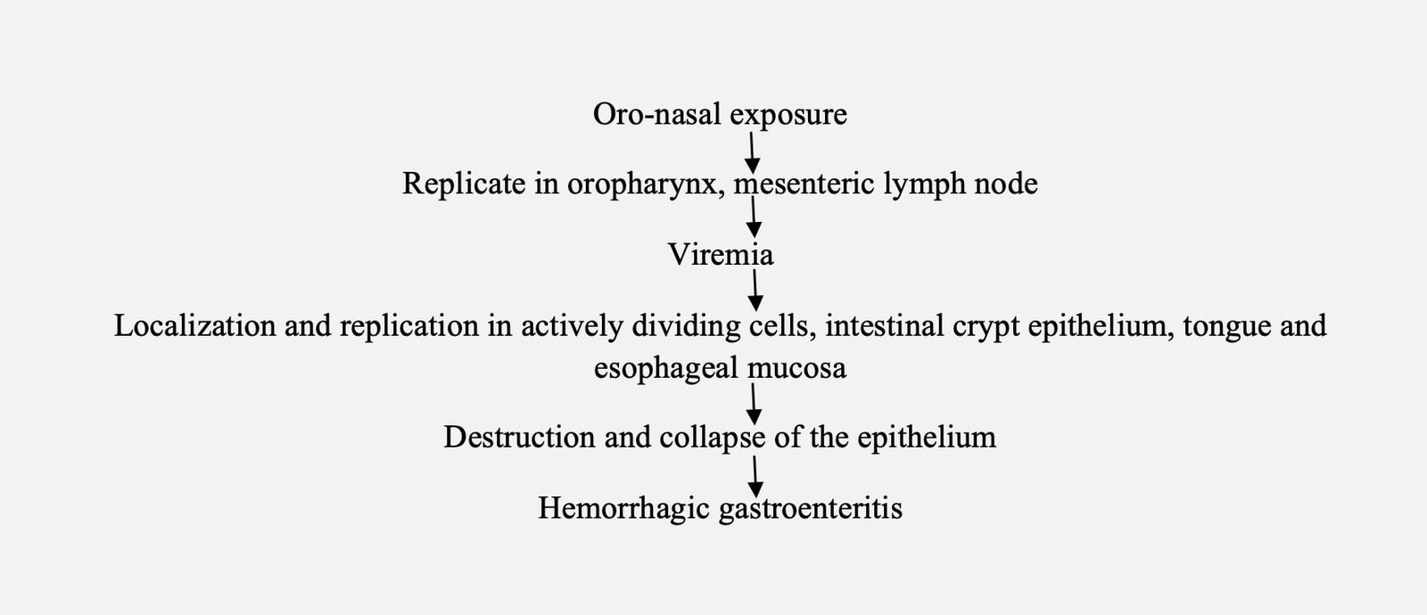 Pathogenesis of Canine Parvoviral Enteritis (CPV)