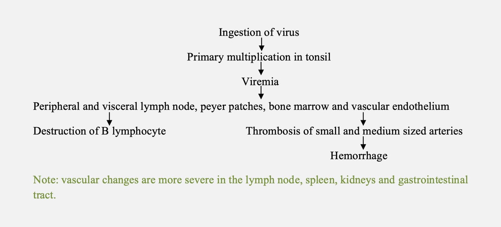 Pathogenesis of Classical Swine Fever (Hog Cholera)