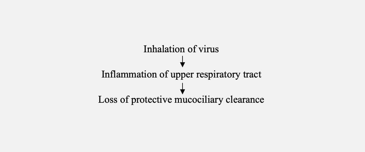 Pathogenesis of Equine Influenza (Equine Distemper)