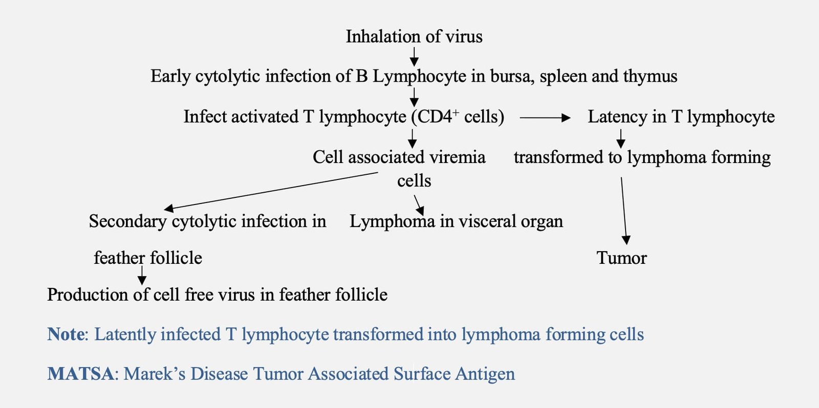 Pathogenesis of Marek’s Disease