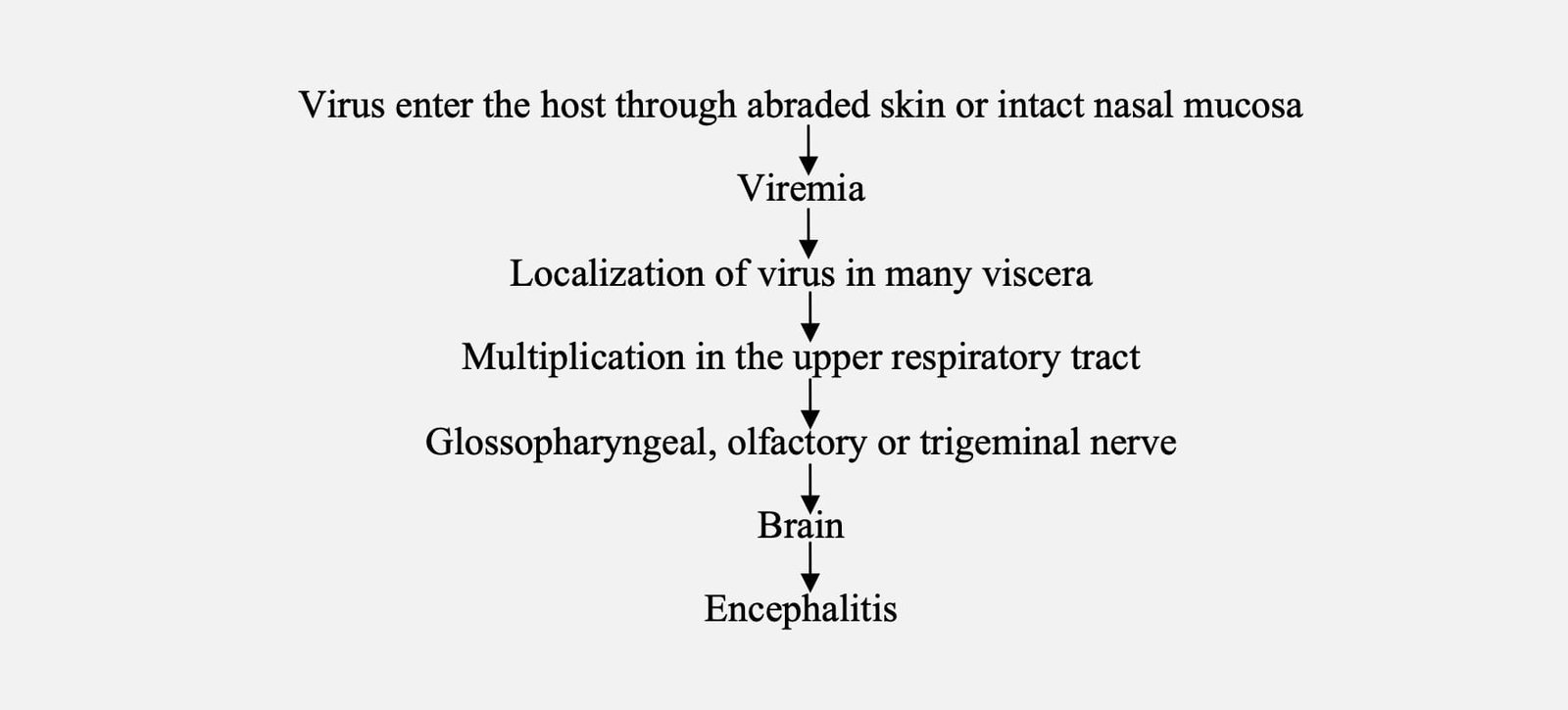 Pathogenesis of Pseudorabies (Aujeszky Disease)