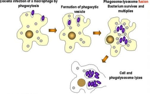 Pathogenesis of Q Fever (Coxiellosis)