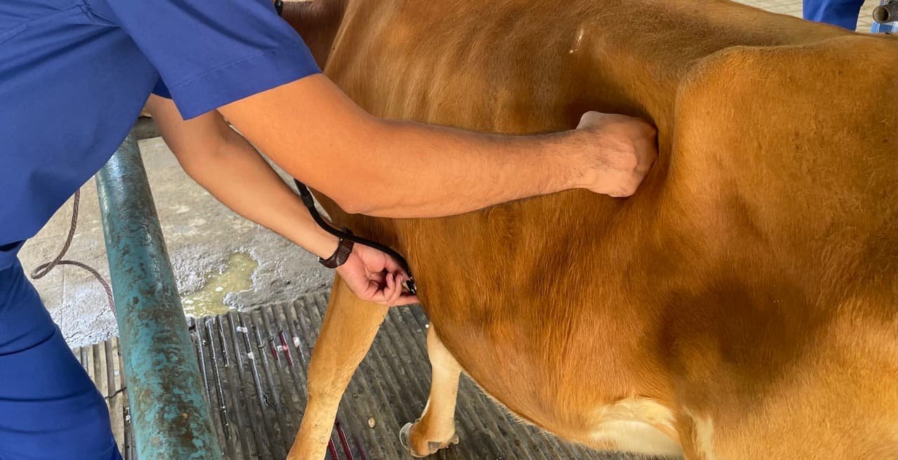 Performing Metabolic Profile Test (MPT) in a Cow