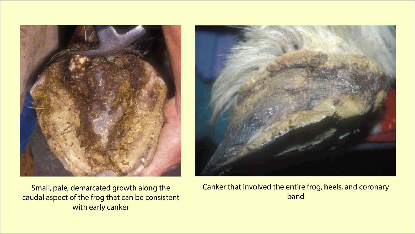 Pictures of hoof Showing Canker in Horses