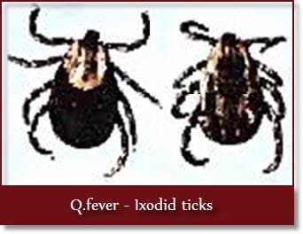 Q Fever (Coxiellosis) causing Ixodid ticks