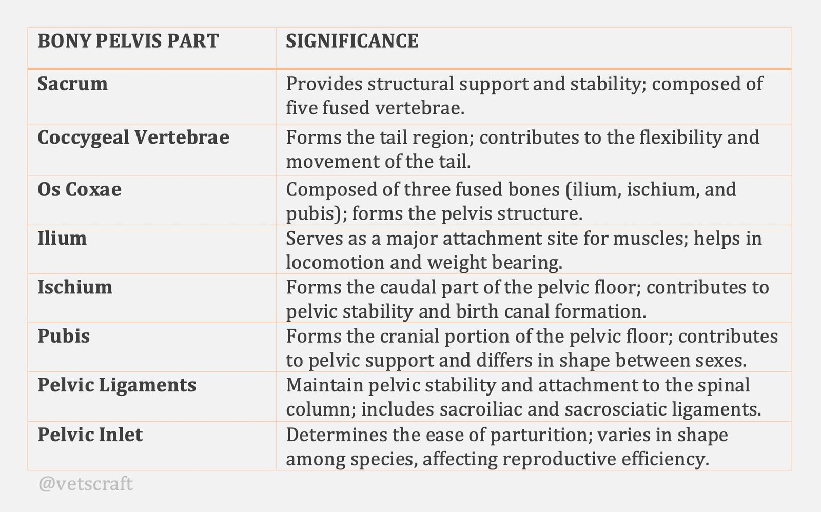 Reproductive Anatomy and Structure of the Bony Pelvis