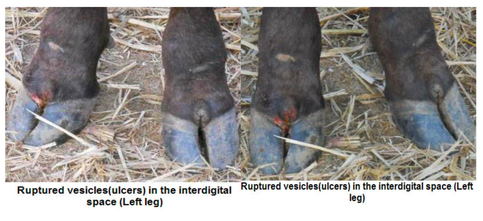 Ruptured Vesicles in Foot and Mouth Disease in Cattle