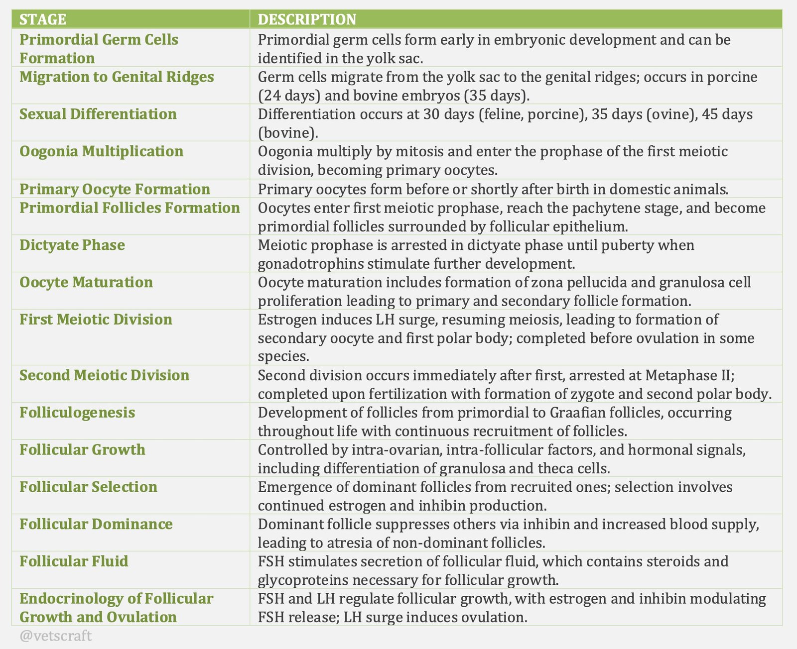 Stages involves in Ovogenesis or Oogenesis in Animals