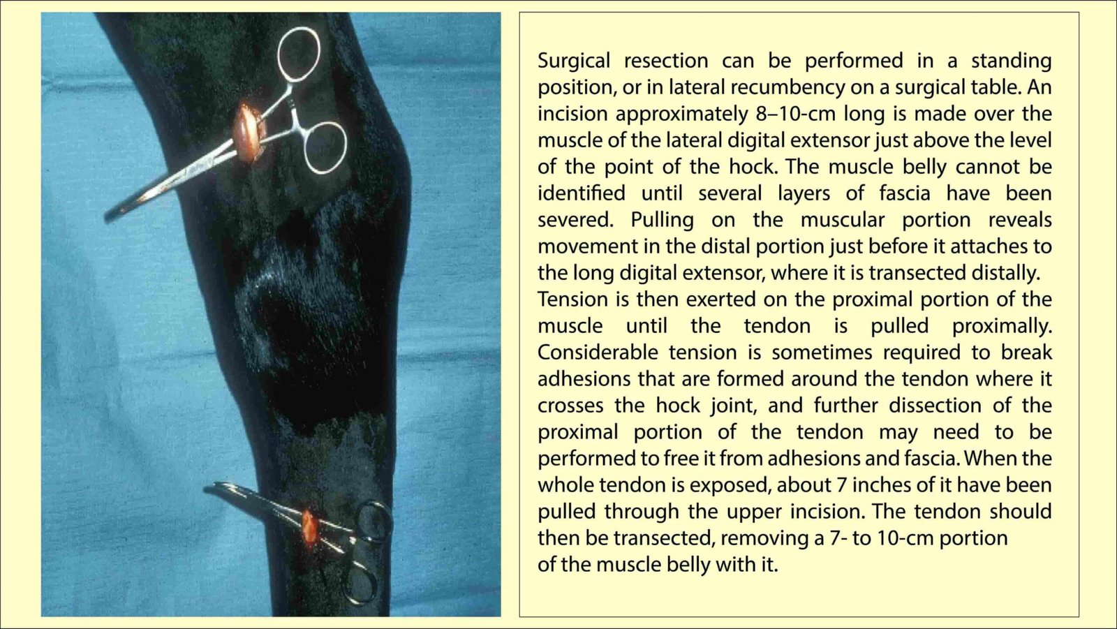 Surgical correction of Stringhalt in Horses