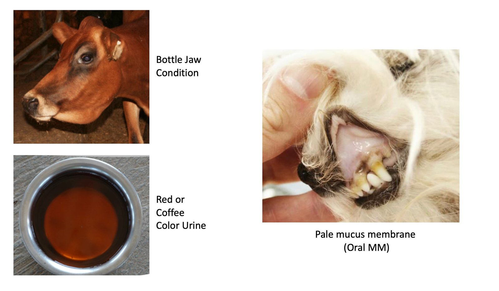Symptoms (Bottle jaw condition, Red color Urine and Pale mucus membrane) of various diseases in animals