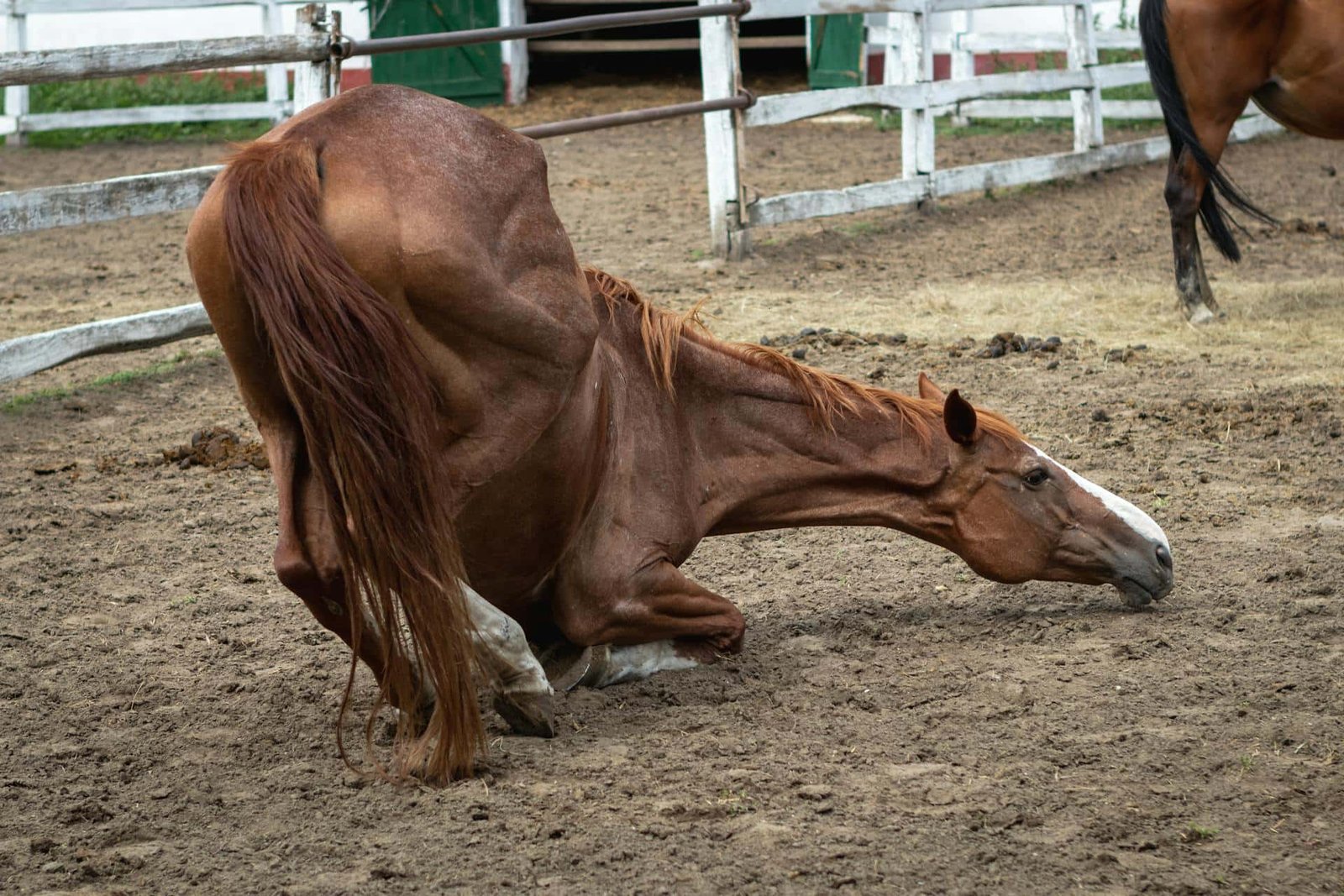 Tetanus (Lockjaw) in a Horse (Animals)