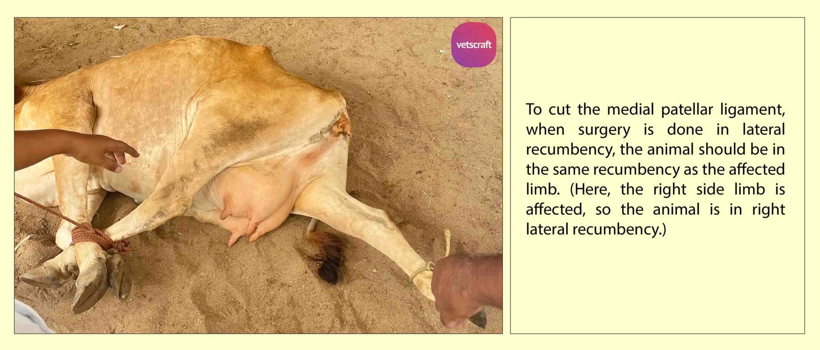 To cut medial patellar ligament, when surgery done in lateral recumbency, animal should be in same recumbency as the affected limb. (here right side limb affected so animal is in right lateral recumbency)