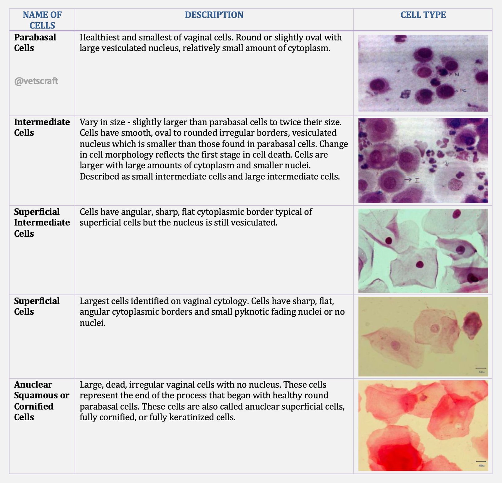 Various Cell Types in Vaginal Exfoliative Cytology (VEC) and Their Identification