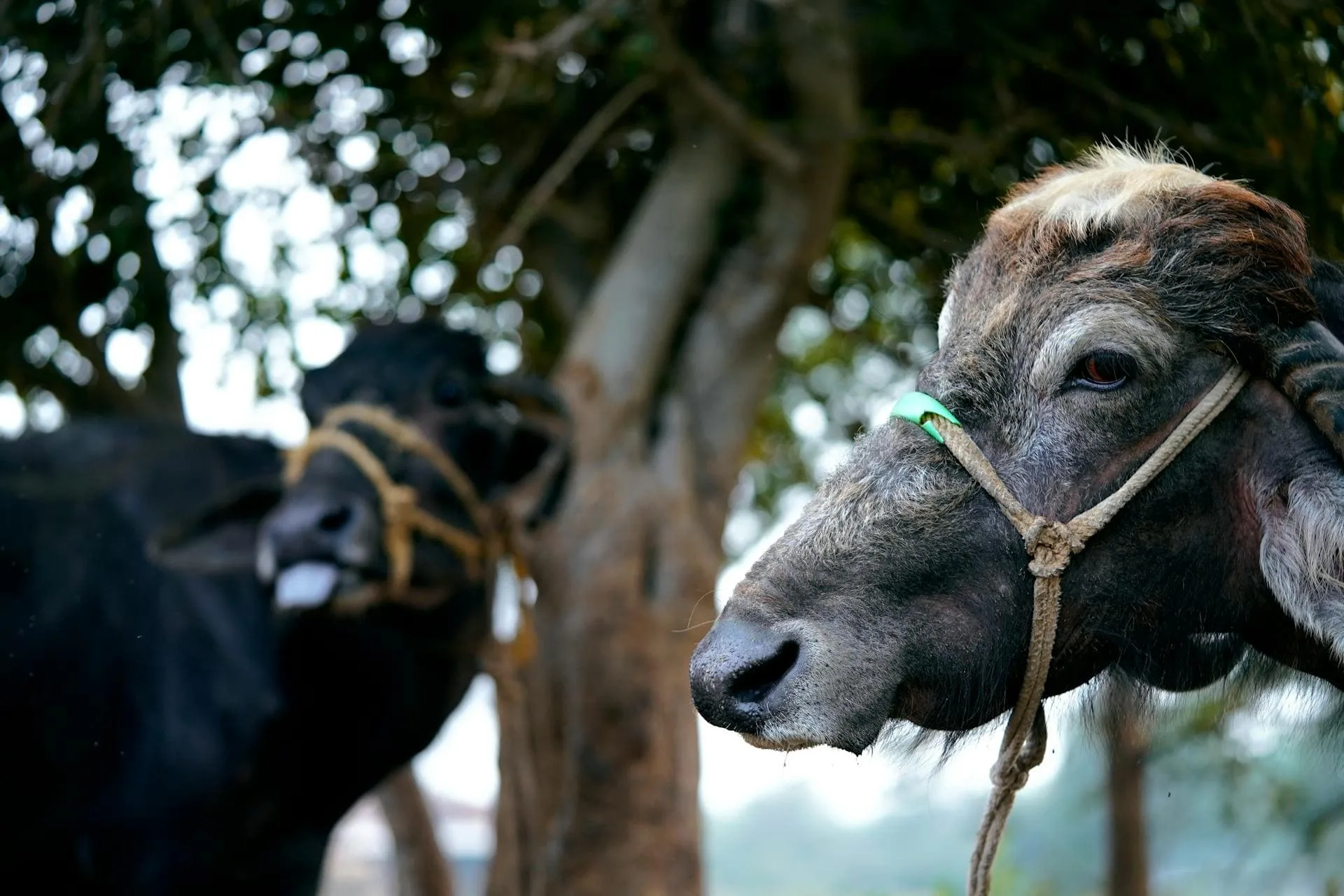 milk fever affected cattle