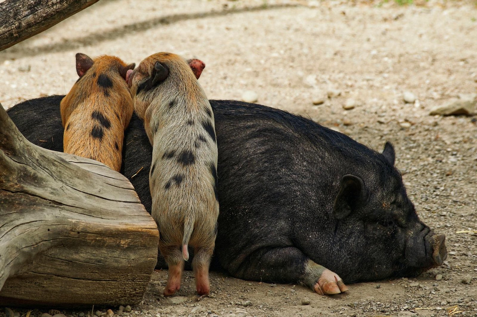 pigs with pig babies