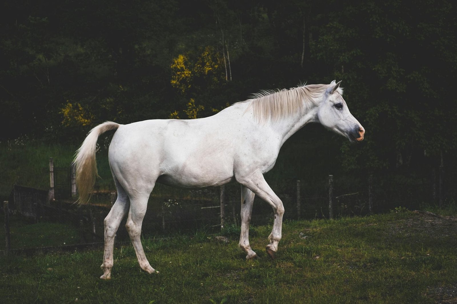 transport tetany in a horse